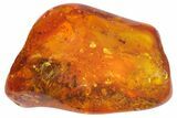Fossil Ant (Formicidae) In Baltic Amber #142211-2